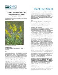 Gray Goldenrod Fact Sheet - USDA Plants Database