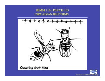 CIRCADIAN RHYTHMS BIMM 116 / PSYCH 133