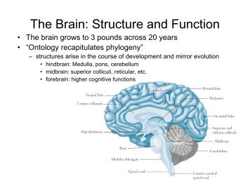 The Brain: Structure and Function
