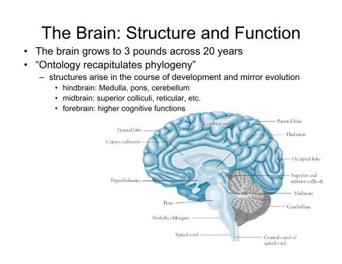 The brain structure and function