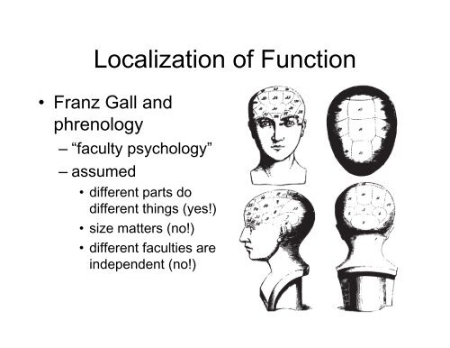 The Brain: Structure and Function