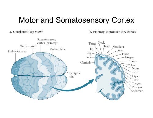 The Brain: Structure and Function