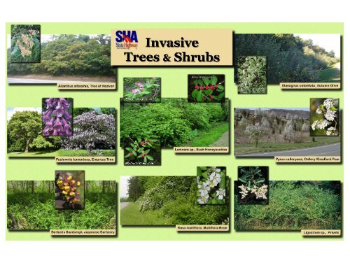 Invasive Trees & Shrubs - Maryland State Highway Administration