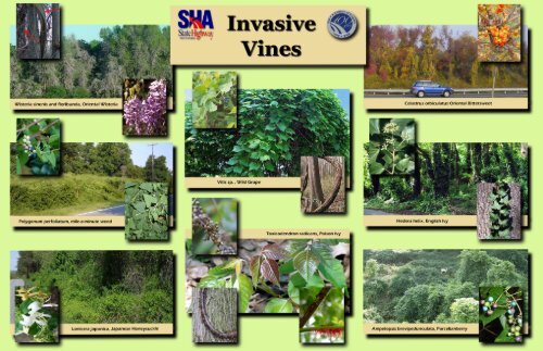 Invasive Vines