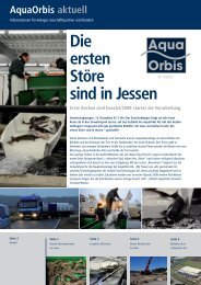 Die ersten Störe sind in Jessen - bei Aquaorbis