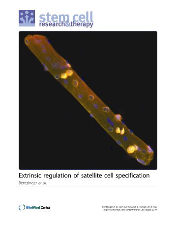 Extrinsic regulation of satellite cell specification - BioMed Central