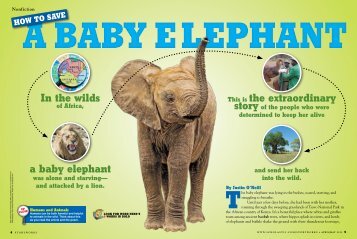 Elephants - Scholastic