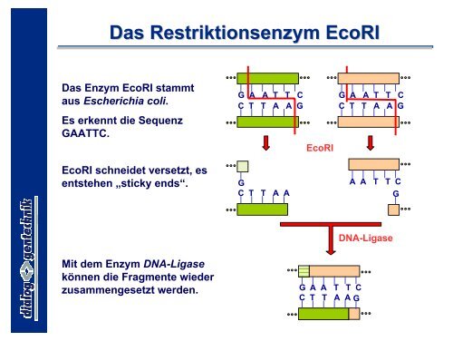 Rekombinante DNA