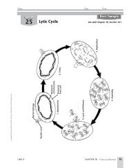 Viruses and Bacteria - Teacher