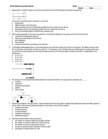 Drosophila melanogaster - Teacher