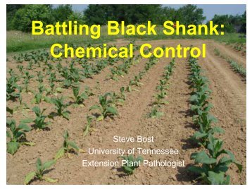 Battling Black Shank: Chemical Control - Tobacco Info Online