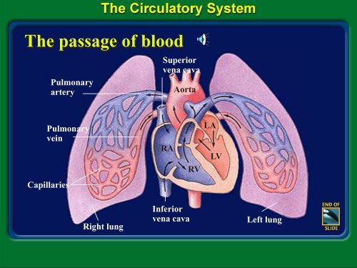 Hematology PPT