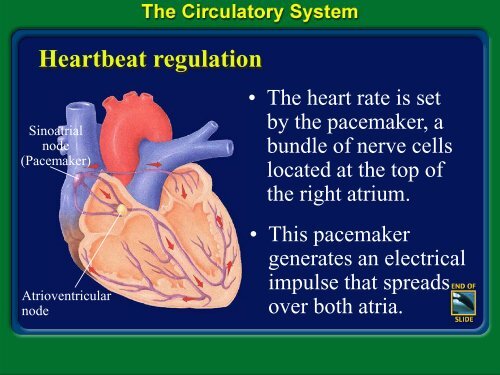 Hematology PPT