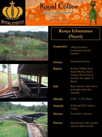 Kenya Ichamama (Nyeri) - Royal Coffee, Inc.