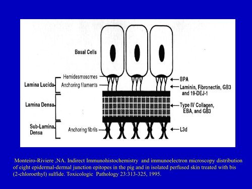 Monteiro-Riviere ,NA. Indirect Immunohistochemistry