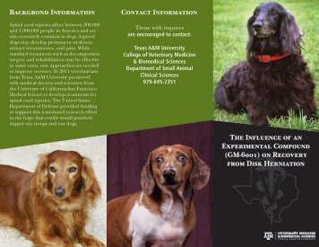 Download Brochure - College of Veterinary Medicine - Texas A&M ...