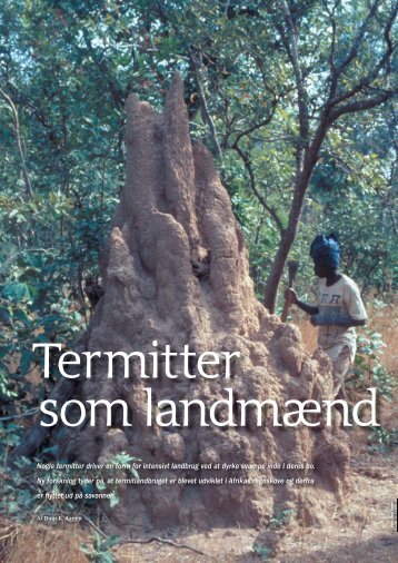 Nogle termitter driver en form for intensivt landbrug ved ... - Viden (JP)