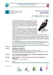 Dohle-Vogel des Jahres - Staatliche Vogelschutzwarte für Hessen ...