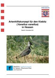Artenhilfskonzept für den Kiebitz - Staatliche Vogelschutzwarte für ...