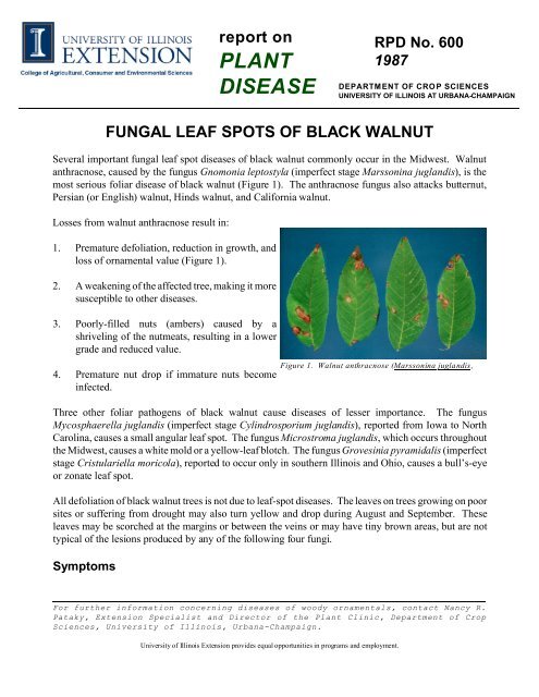 Fungal Leaf Spots of Black Walnut - University of Illinois Extension ...