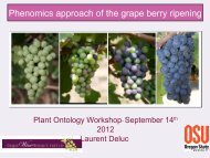 Phenomics approach of the grape berry ripening - Plant Ontology Wiki