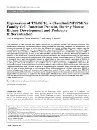 Expression of TM4SF10, a Claudin/EMP/PMP22 family cell junction ...