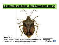 La punaise marbrée : Halyomorpha halys - Agri-Réseau