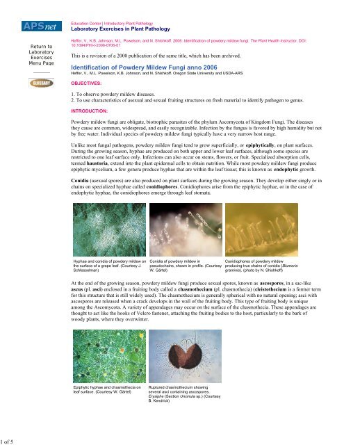 Identification of Powdery Mildew Fungi - American ...