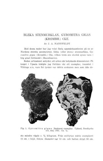 BLEKA STENMURKLAN. GYRO~llTRA GIGAS - Ascomycete.org