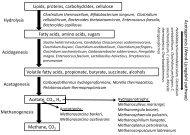 Methanogenesis Acetogenesis (W ood-Ljungdahl pathw ay) Lipids ...