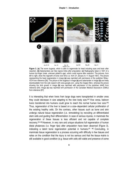 Barbieri Thesis - BioMedical Materials program (BMM)