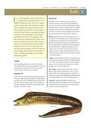 els are long-bodied, snake-like fishes that are usually scaleless and ...