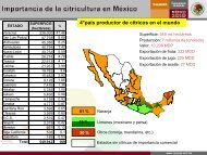 Manejo Integral del Cultivo del Hule - Concitver