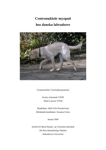 Centronukleär myopati hos danska labradorer - Dansk Kennel Klub