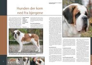 PDF-file: Sct. Bernhardshund - Dansk Kennel Klub