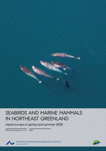 Seabirds and Marine Mammals in Northeast Greenland - Aerial ...