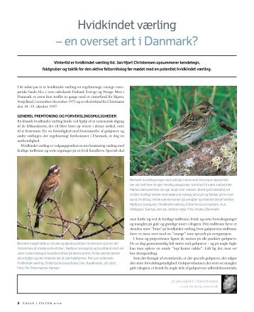 Hvidkindet værling – en overset art i Danmark?