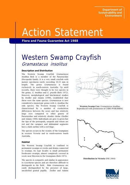 Western Swamp Crayfish - Department of Sustainability and ...