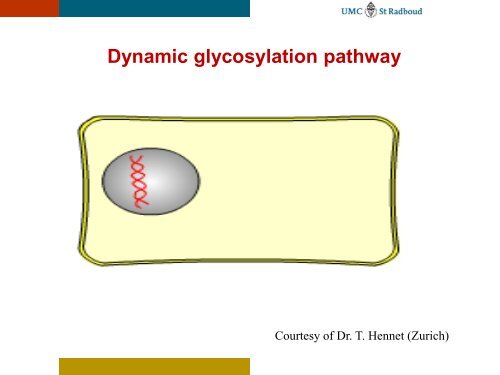 Congenital Disorders of Glycosylation: Diagnostic steps - ERNDIM