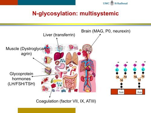 Congenital Disorders of Glycosylation: Diagnostic steps - ERNDIM