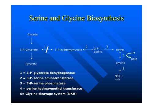 New Disorder of Serine / Glycine Biosynthesis ... - ERNDIM