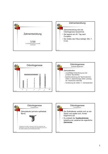 Zahnentwicklung Odontogenese - Erste-zahnarztmeinung.de