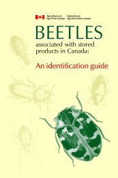 Beetles Identification Guide