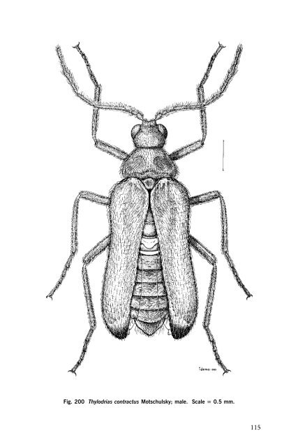 Beetles Identification Guide