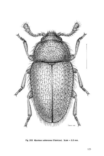 Beetles Identification Guide