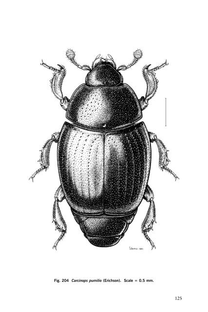 Beetles Identification Guide