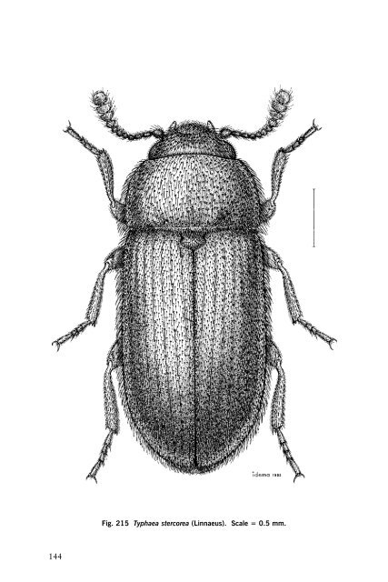 Beetles Identification Guide