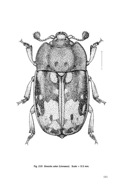 Beetles Identification Guide