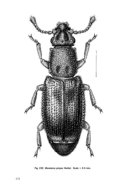 Beetles Identification Guide