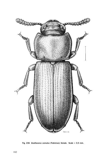 Beetles Identification Guide